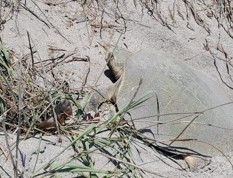 Kemp's ridley sea turtle